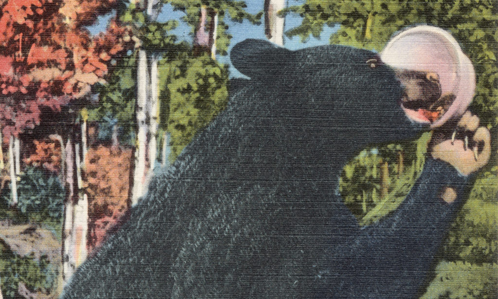 An old painting of a black bear licking a bucket clean
