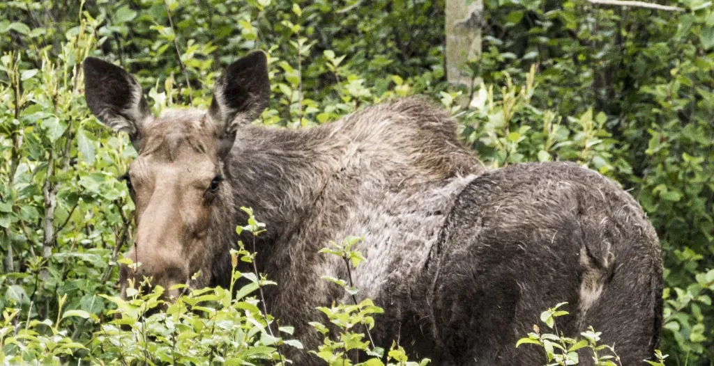 female moose in the summer foliage