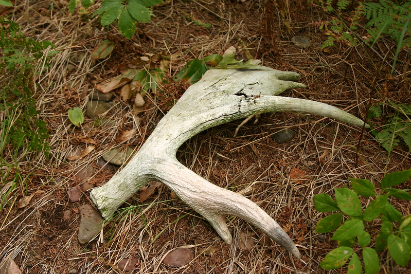 a shed moose antler