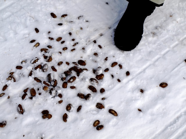 winter moose scat