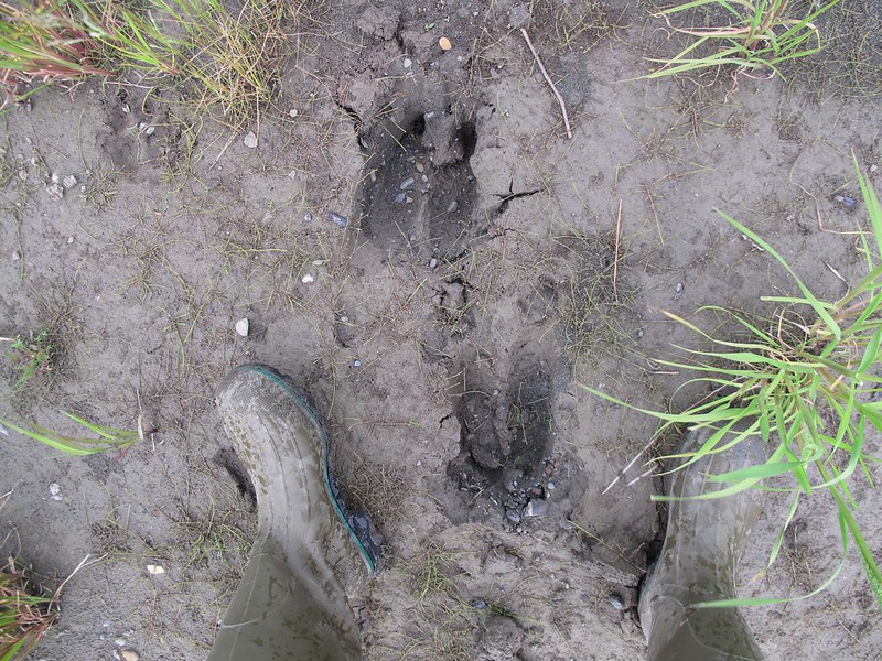 moose tracks in the mud