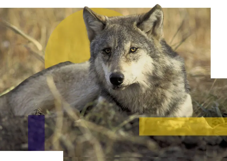 Closeup of a gray wolf laying down in tall grass
